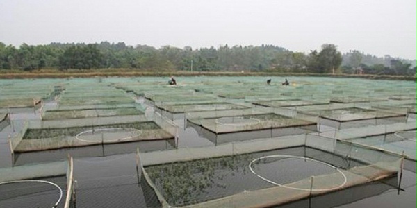 恩科生物浅析亚硝酸还原酶降解亚硝酸盐的应用