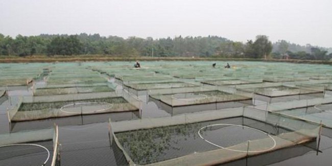 恩科生物浅析亚硝酸还原酶降解亚硝酸盐的应用