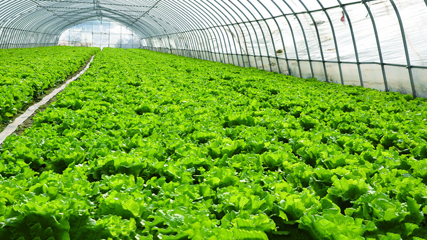 用二氧化氯为土壤消毒有什么优势？