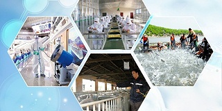 二氧化氯在食品加工领域的合规应用与解决方案